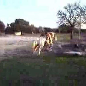 Meet your Posher, Hector